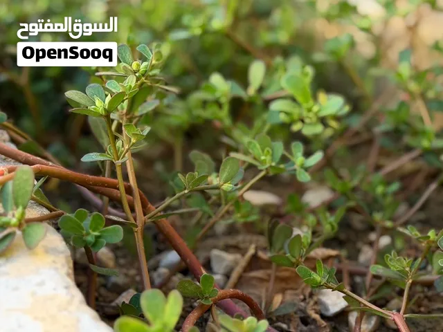 فرفنينه او فنفرينه