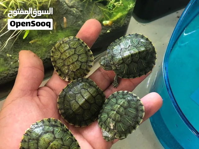 سلاحف مائية
