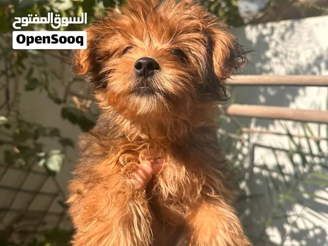 Super cute amazing female puppy