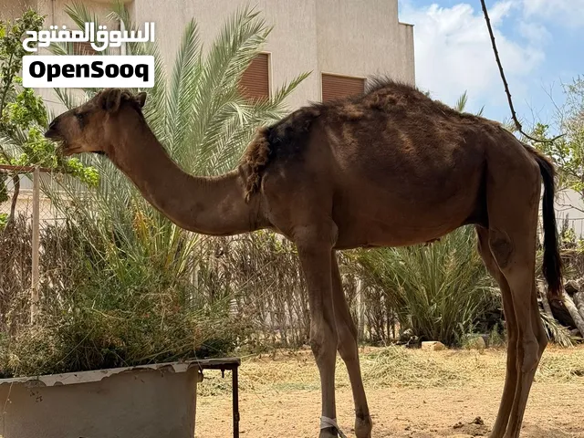 قعود وطني للبيه