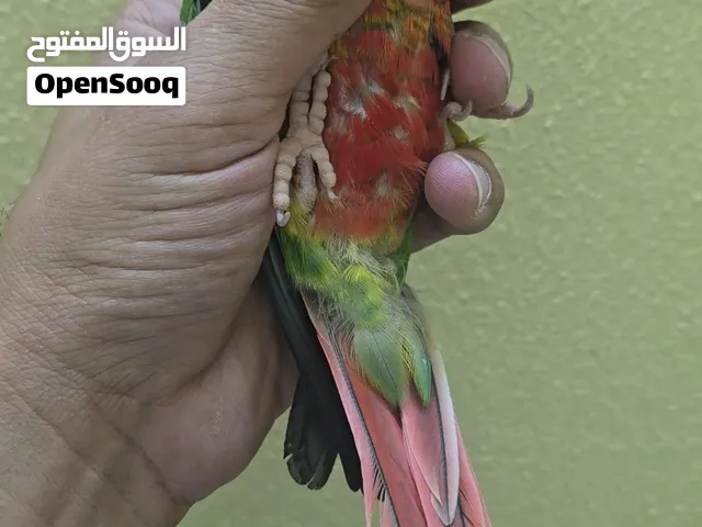 قرين شيك كنيور - Green cheek Conure
