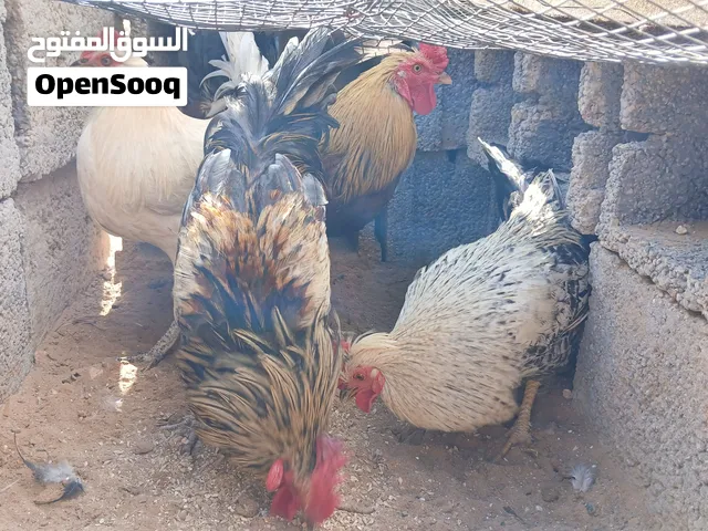 صراديك للبيع