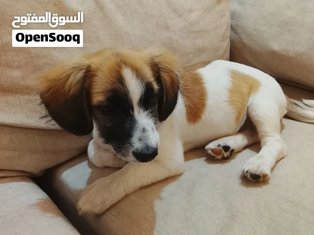 للبيع جرو - ذكر - ورزازات - yoki  Jack Russell+beagle