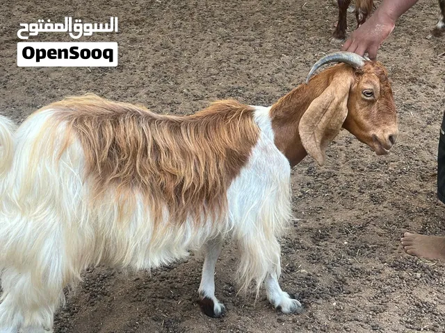 للبيع اغنام 5
