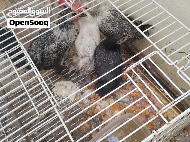 دجاج بحريني على فيومي العمر 6 شهور  تقريبا