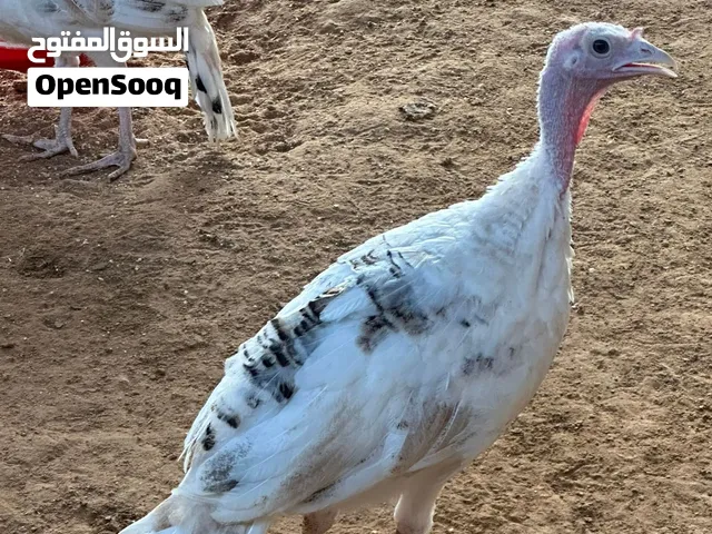 رومي إعمار مختلفة