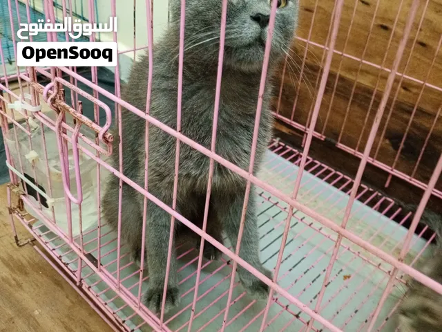 أشرف محمد قاسم