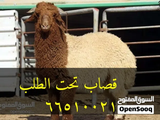 قصاب متنقل تحت الطلب لجميع مناطق الكويت