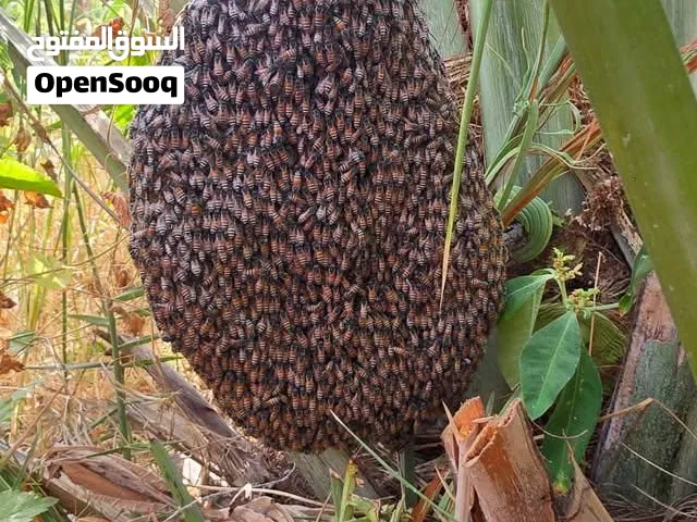متخصص في خلايا النحل أقدم خدمة قص الخلايا بدون مقابل اذا معك خلية وتريد تقصها تواصل معي