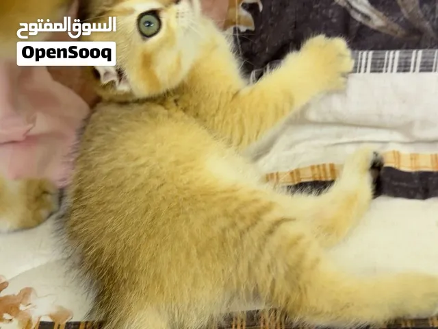 قطه انثي سوكتش فولد جولدن