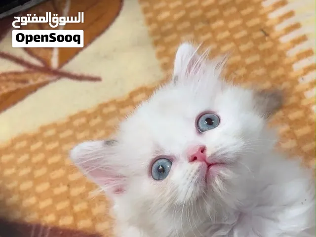 كيتن راغدول بيور شهرين ونص