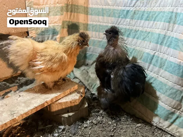 دجاج سلكي خط اول