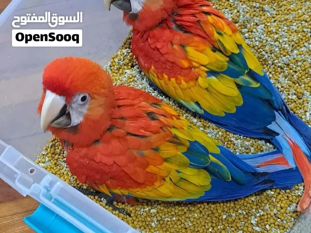 Scarlet macaw