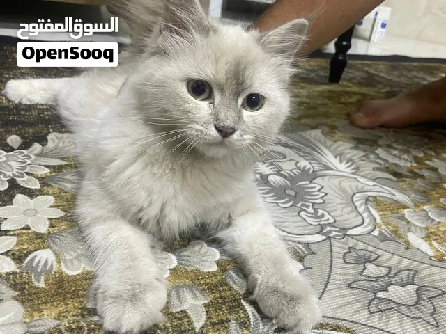 بزونه هملايه عمر 5اشهر سعر 150
