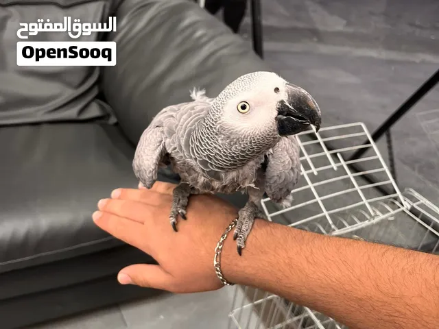 ببغاء كاسكو