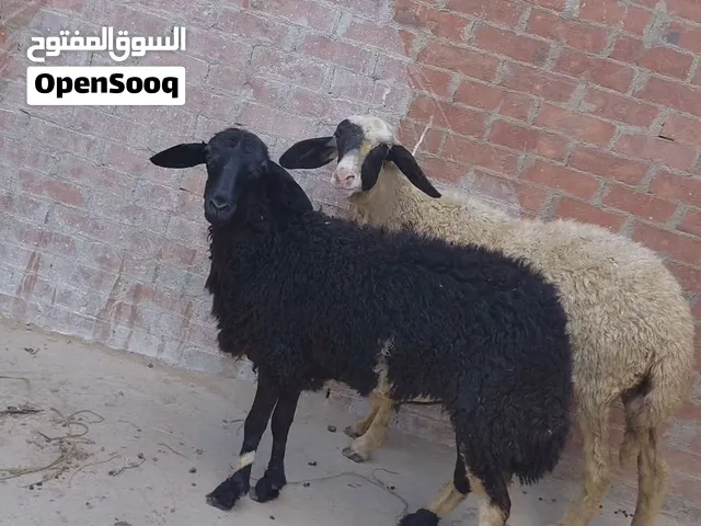 بسم الله الرحمن الرحيم  الاثنين21/9/2026  متاح بدريتين ماشاء الله  آخر جمال غنم منظومه  خشنين واسعين