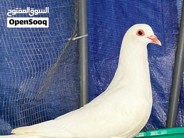 حمام لاحم فرنسي اصل