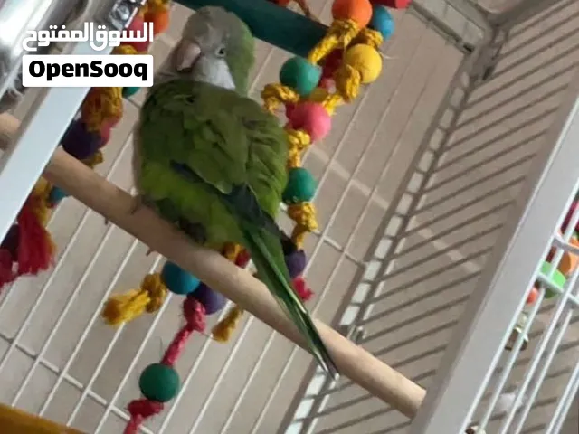 طير كويكر لون اخضر