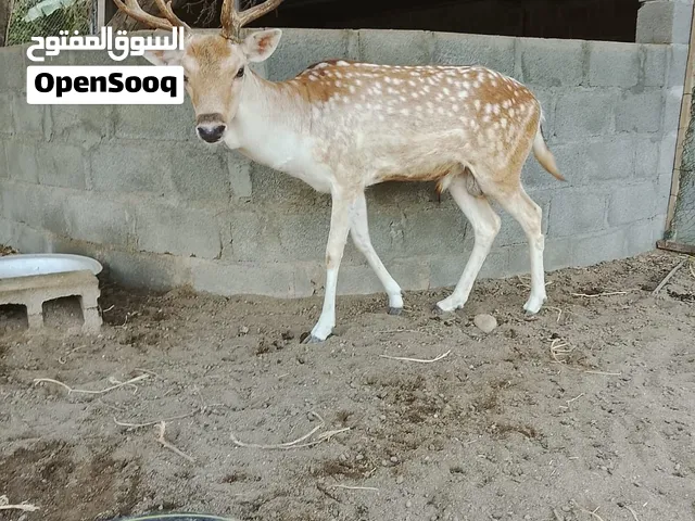 غزال للبيع