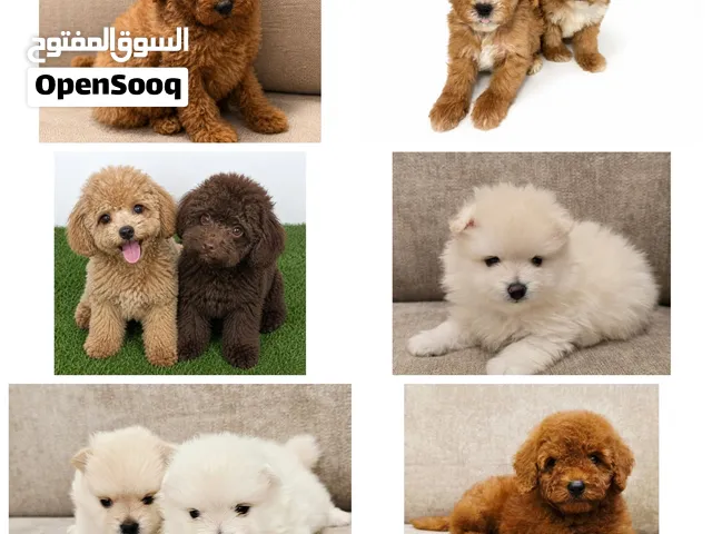 Mini toy poodle,korean poodle,pomernian,o