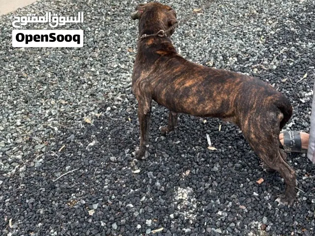 كلبة بيتبول ضايعة في الخوير