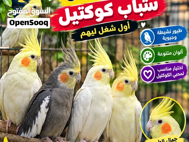 كوكتيل شباب لاتيني وحبشي اول شغل بفضل الله صحه وحجم ونشاط ريش كامل اظافر كامله بدون نواقص ريش لامع