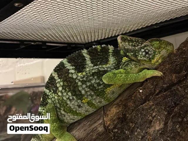 Male chameleon