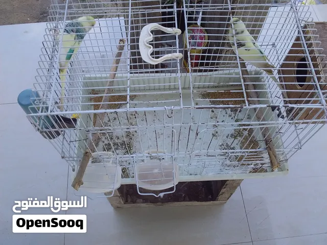 كوبية عصافير بقلينوا للبيع