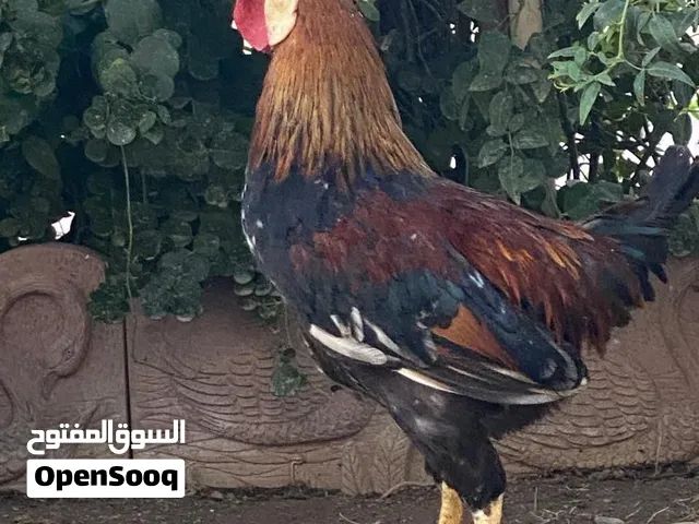 حيوانات للبيع سعر 60,000