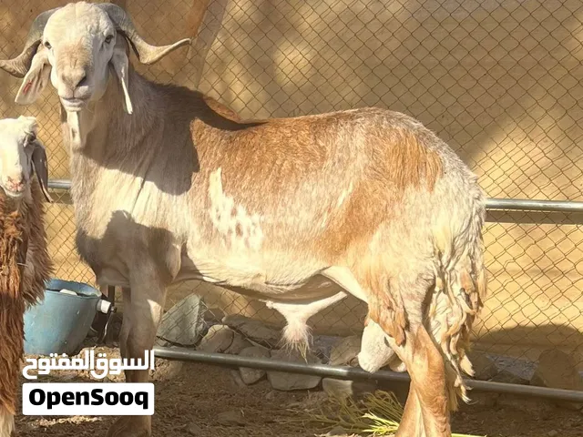 كبش سوداني