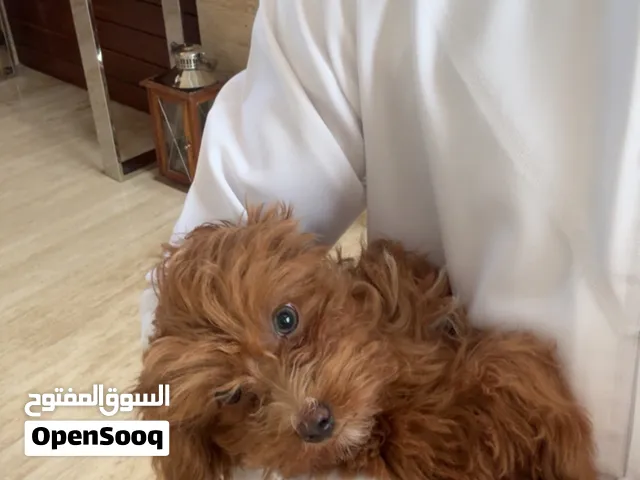 Female Teacup Cavapoo – Friendly & Potty Trained!