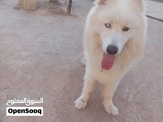 7000شيكل كلب