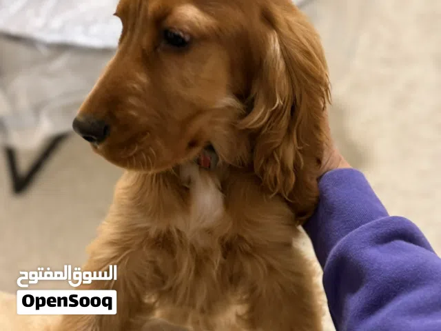 Original breed English Cocker Spaniel