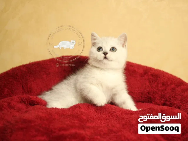 British shorthair/scottish fold بريتيش شورت هير/سكوتش فولد