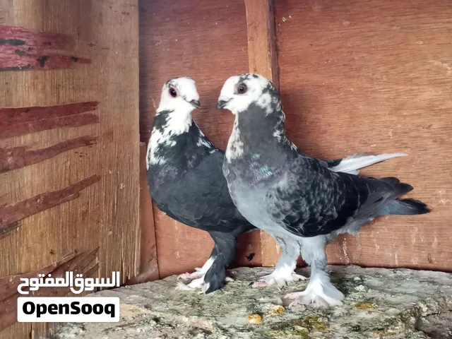 2 قصين شغالين ومستوى محترم