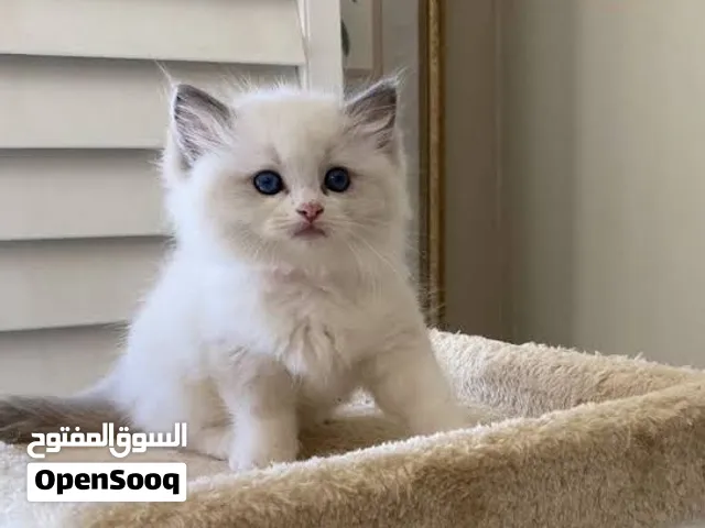 Looking for a female ragdoll kitten for free adoption أبحث عن تبني قطة راغ دول بيضاء اللون