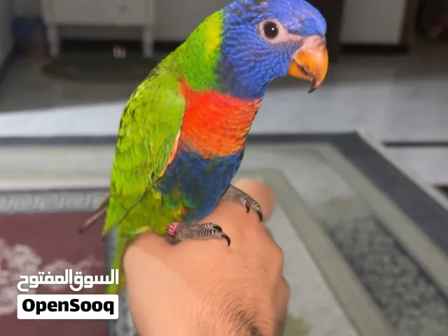 لوري كيت فول الافة
