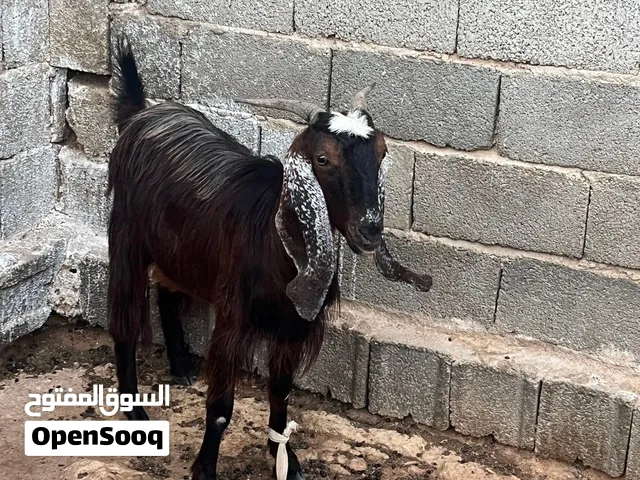 عنز ربي يبارك عشره