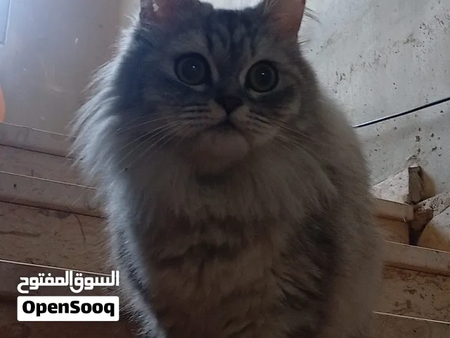 بسه شيرازي للبيع1000