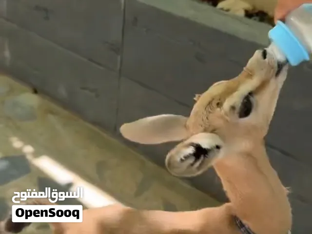 غزال الريم