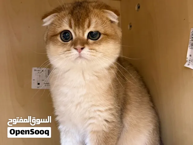 Scottish fold سكوتش فولد