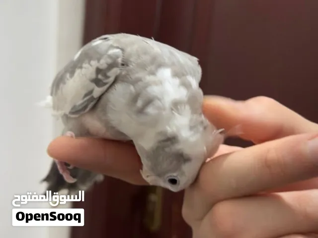 طير كوكتيل ربوه قاطع عس