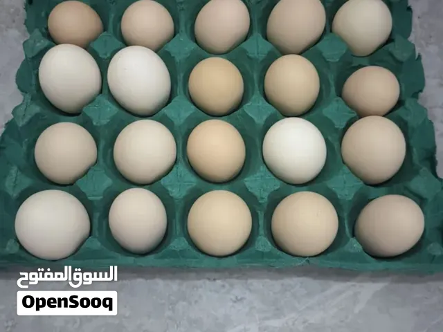 سلام عليكم بيض دجاج شمسي ودندراوي
