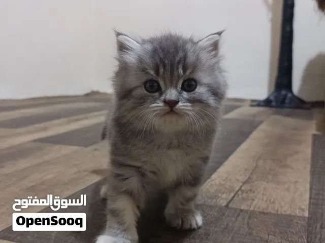 قطه شيرازي اصل انثى مدربه عمر شهرين