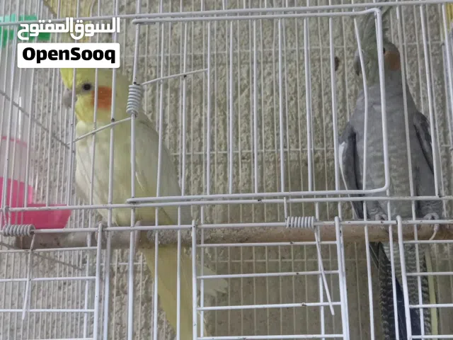 كوكتيل ذو صحه جيده ونظافة انثى وفحل مع قفص وعاء للماء والطعام
