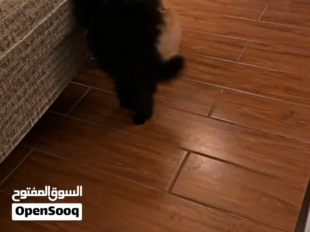 للبيع جرو بوميرانيان ذكور ثلاث شهور