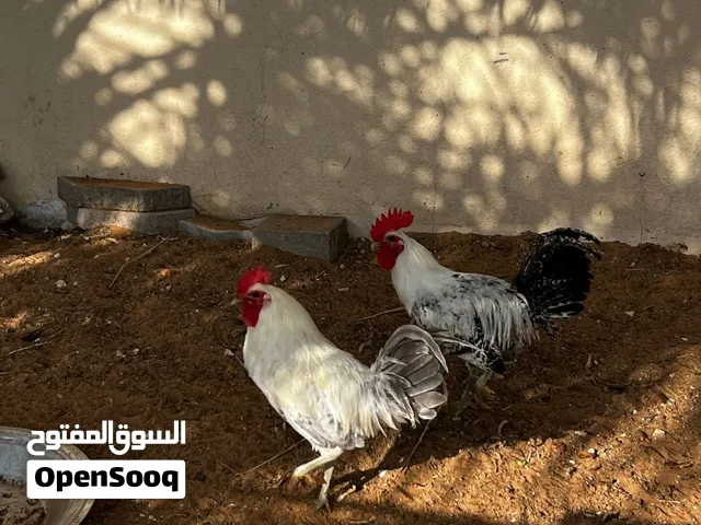 دجاج فيومي الكل ب100