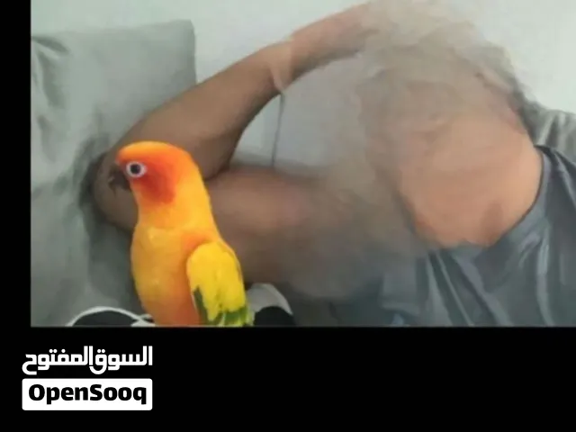 كنيور صن العمر سنتين