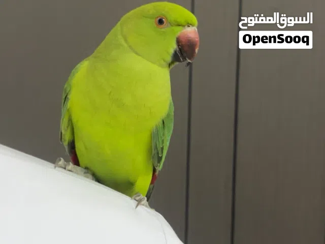 طير دره مع قفصه 220