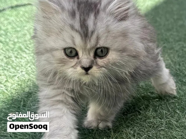 هملايا شيرازي 850درهم ...شهر ونص
